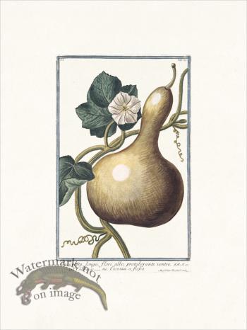 Bonelli 069 Bottle gourd